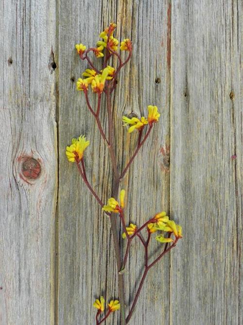  YELLOW KANGAROO PAW